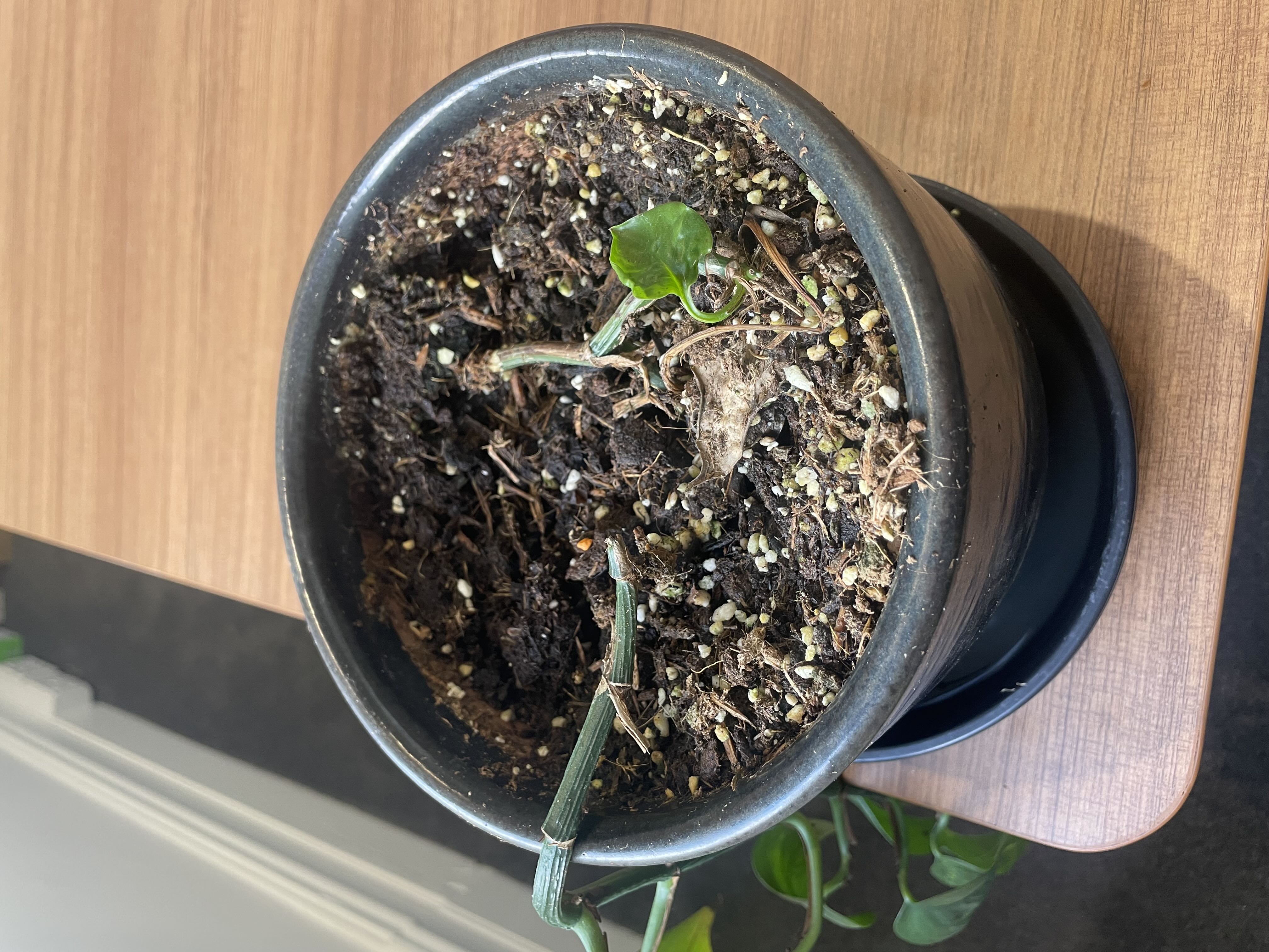 Photo from the post