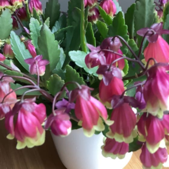 Photo of the plant species Chandelier Plant by @PlenteousMastic named Duke on Greg, the plant care app