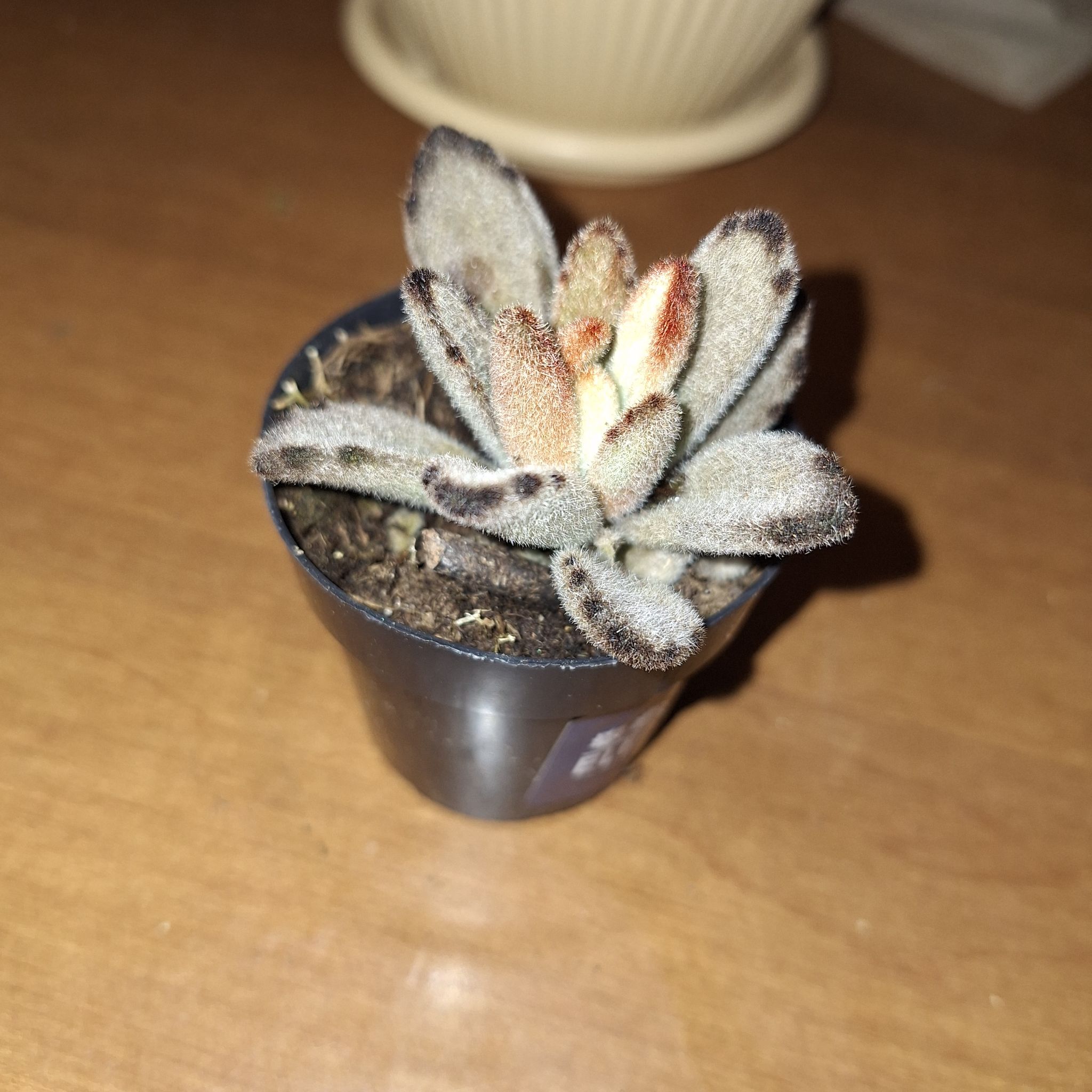 Photo of the plant species Chocolate Soldier by @SummeryLarkspur named Coco on Greg, the plant care app