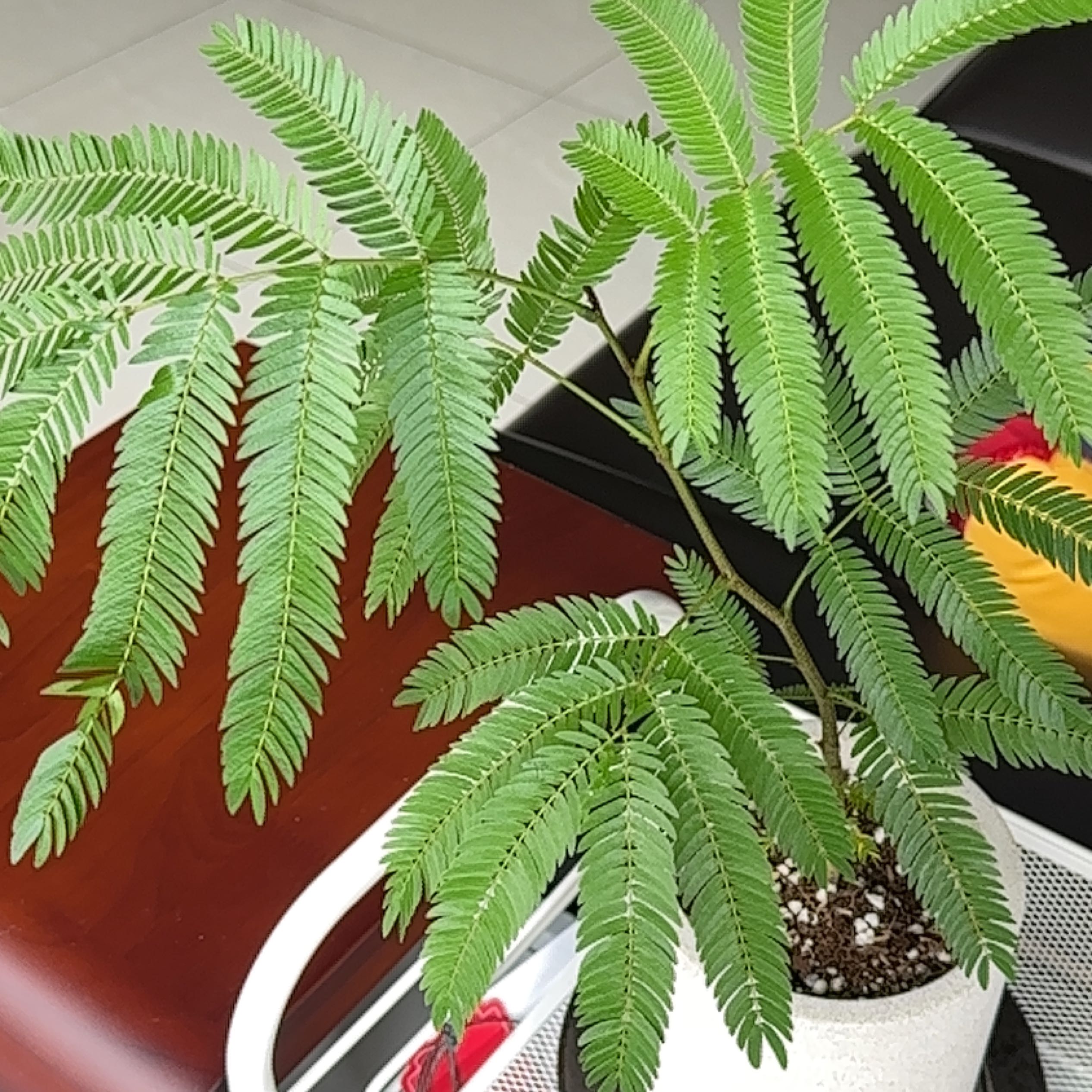 Healthy Everfresh Tree with green, feathery leaves in a white pot with visible soil.