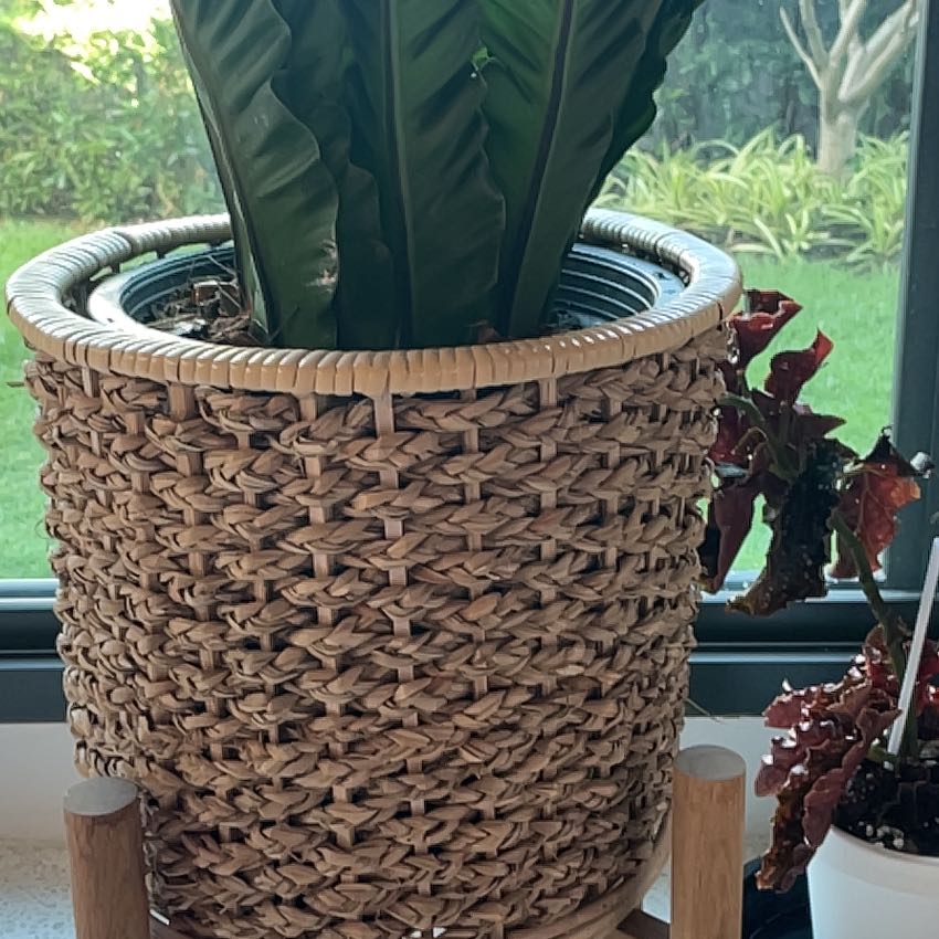 Photo of the plant species Cobra Fern by @lisitar named Sage on Greg, the plant care app