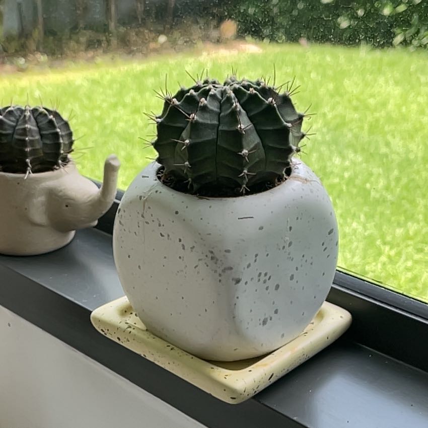 Gymnocalycium stenopleurum cactus in a white pot on a windowsill with another similar plant in the background.