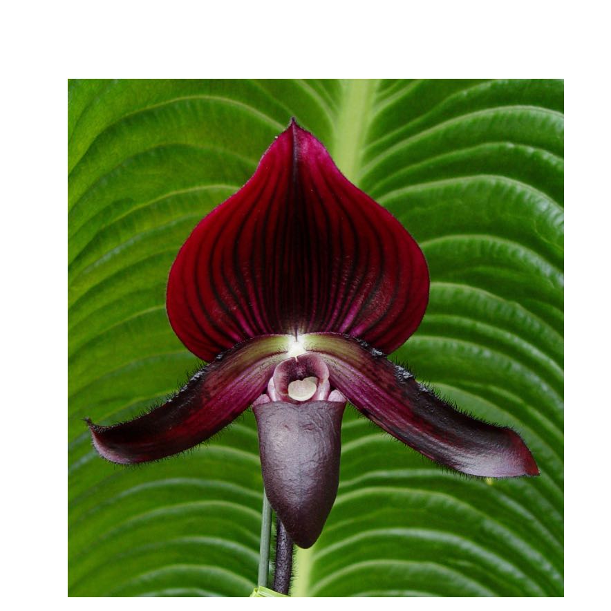 Photo of the plant species Magic Cherry Orchid by @JuicyEndive named Kyle’s Magic Cherry paphy on Greg, the plant care app
