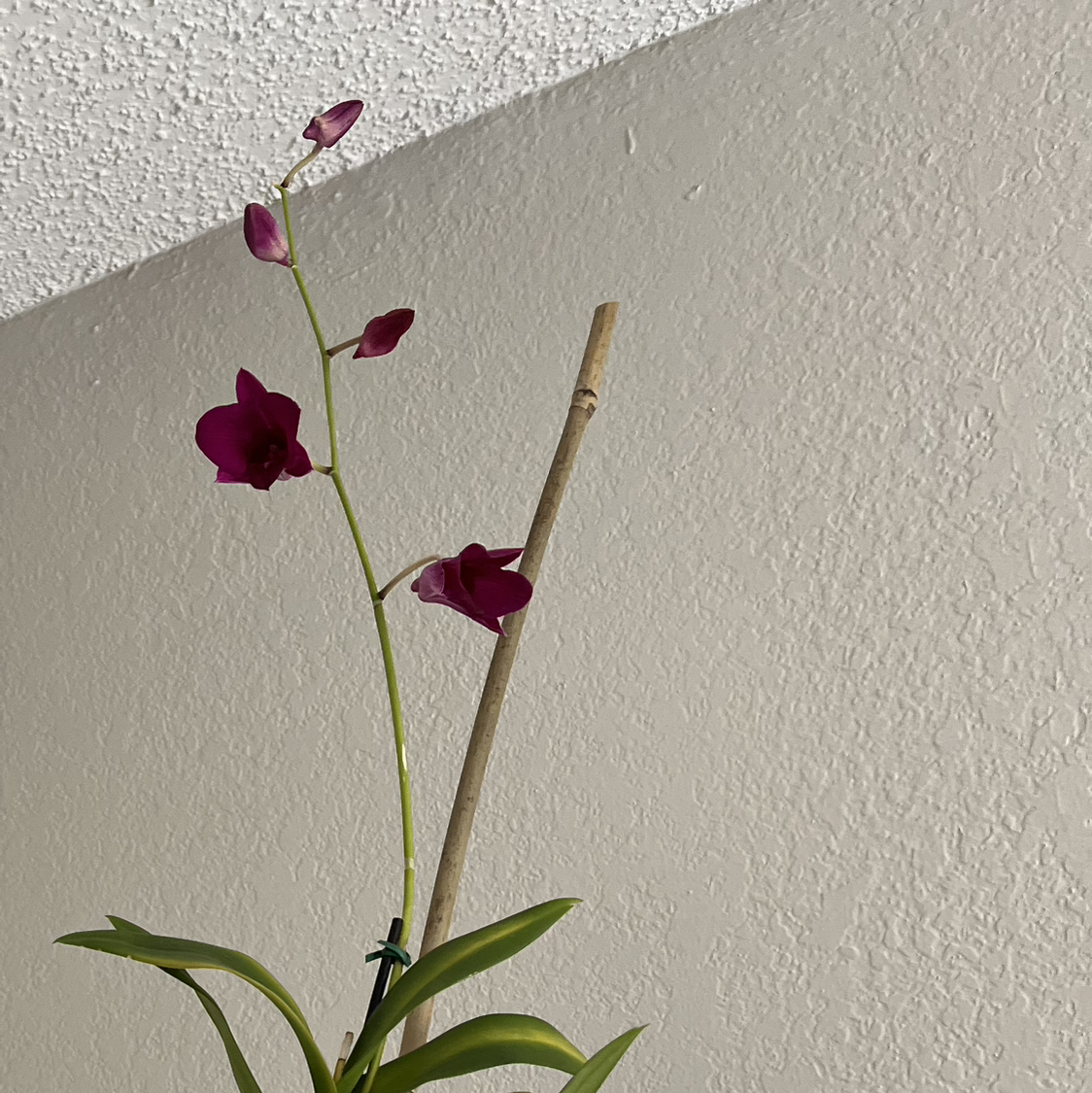 Fire Star Orchid with vibrant purple flowers supported by a wooden stake.