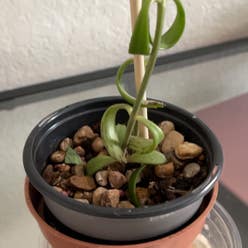 String of Dolphins plant