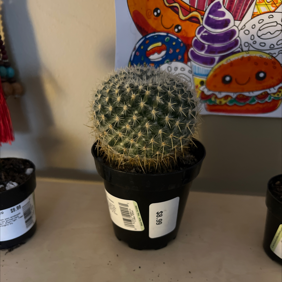 Cactus in a black pot, likely Mammillaria muehlenpfordtii, with colorful drawings in the background.
