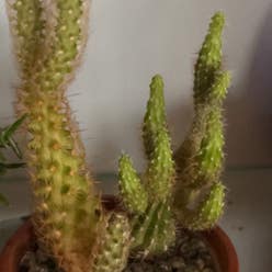 Eve's Needle Cactus plant