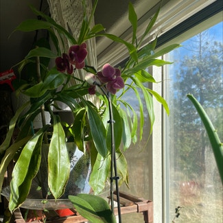 Phalaenopsis Orchid plant in Goldendale, Washington