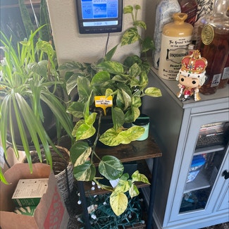 Marble Queen Pothos plant in Goldendale, Washington