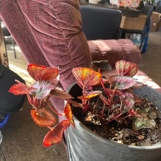 Rex Begonia plant in Goldendale, Washington