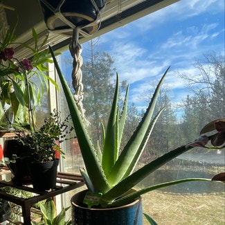 Aloe Vera plant in Goldendale, Washington