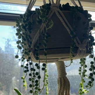 String of Pearls plant in Goldendale, Washington