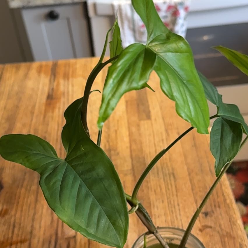 Photo of the plant species Philodendron camposportoanum by @CopiousDatepalm named Marley on Greg, the plant care app