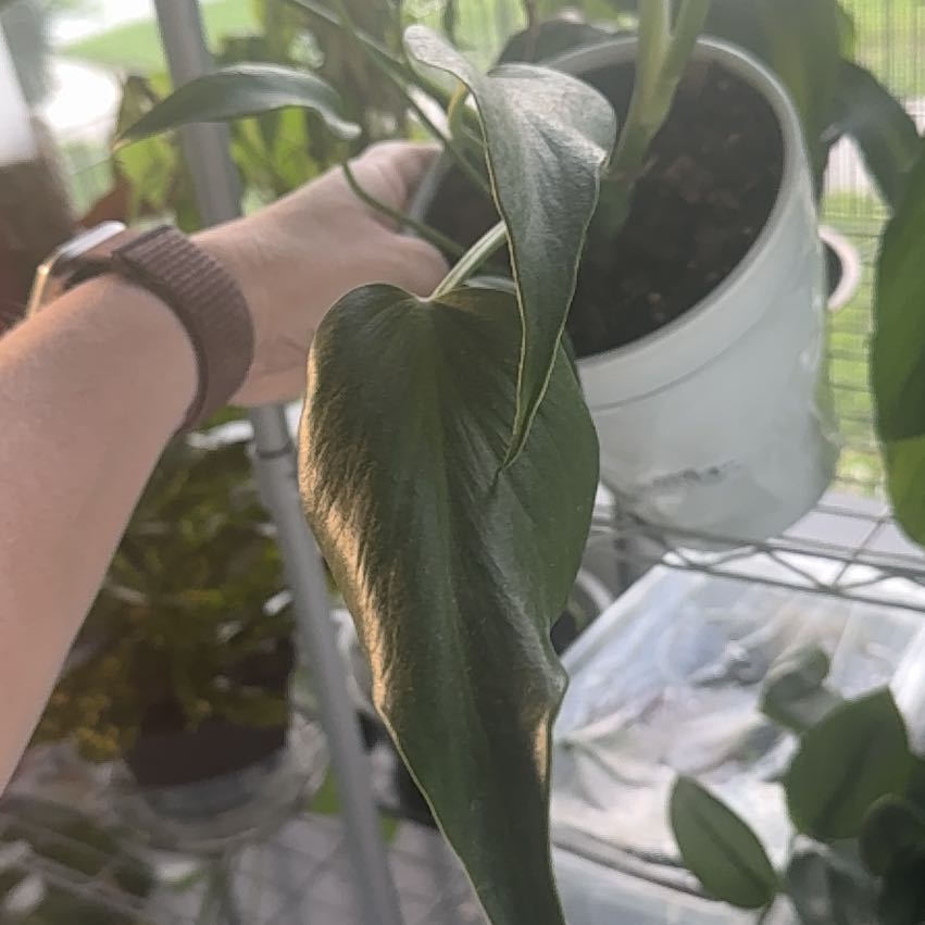 Photo of the plant species Monstera Burle Marx Flame by @CopiousDatepalm named Figyonce on Greg, the plant care app