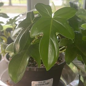 Photo of the plant species Florida Green Philodendron by @CopiousDatepalm named Surya on Greg, the plant care app