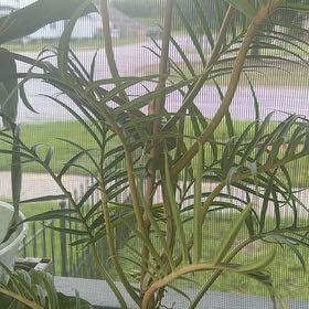 Photo of the plant species Philodendron tortum by @CopiousDatepalm named Gomez on Greg, the plant care app