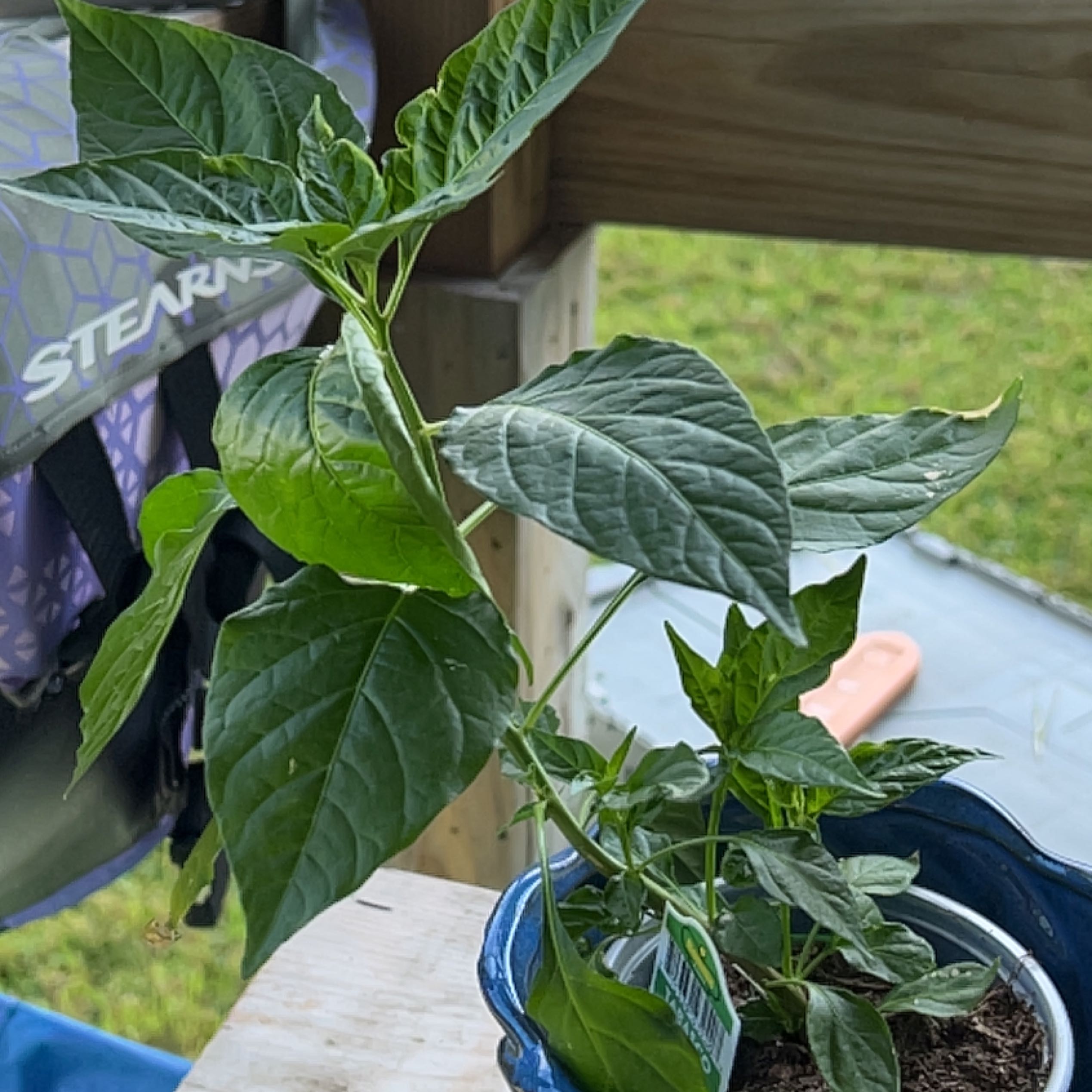 Healthy Tabasco Pepper plant in a blue pot with visible soil.