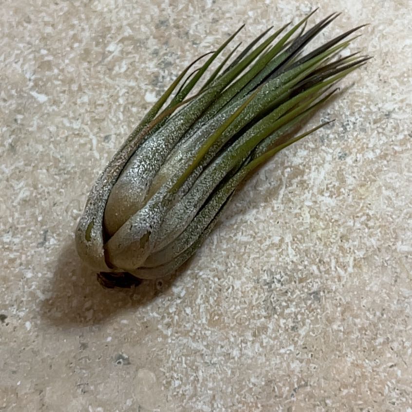 Photo of the plant species Tillandsia ionantha 'Scaposa' by @VipRosegrape named Gomez on Greg, the plant care app