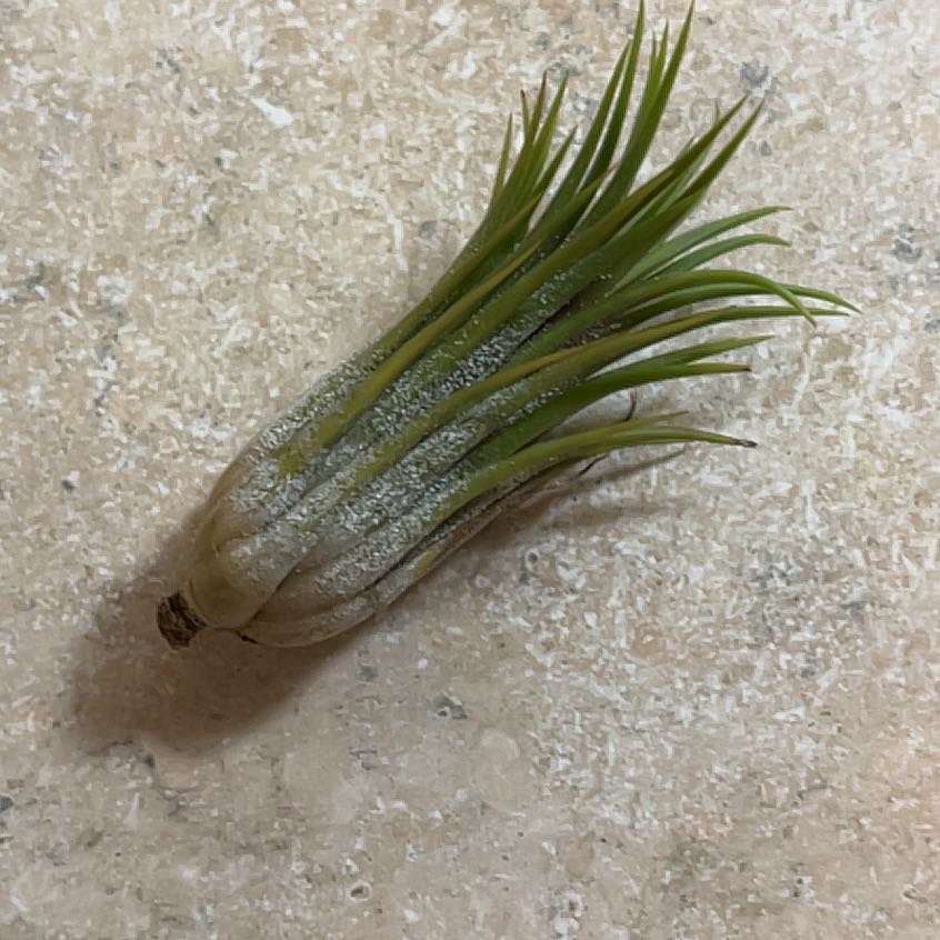 Photo of the plant species Tillandsia ionantha 'Scaposa' by @VipRosegrape named Forrest on Greg, the plant care app