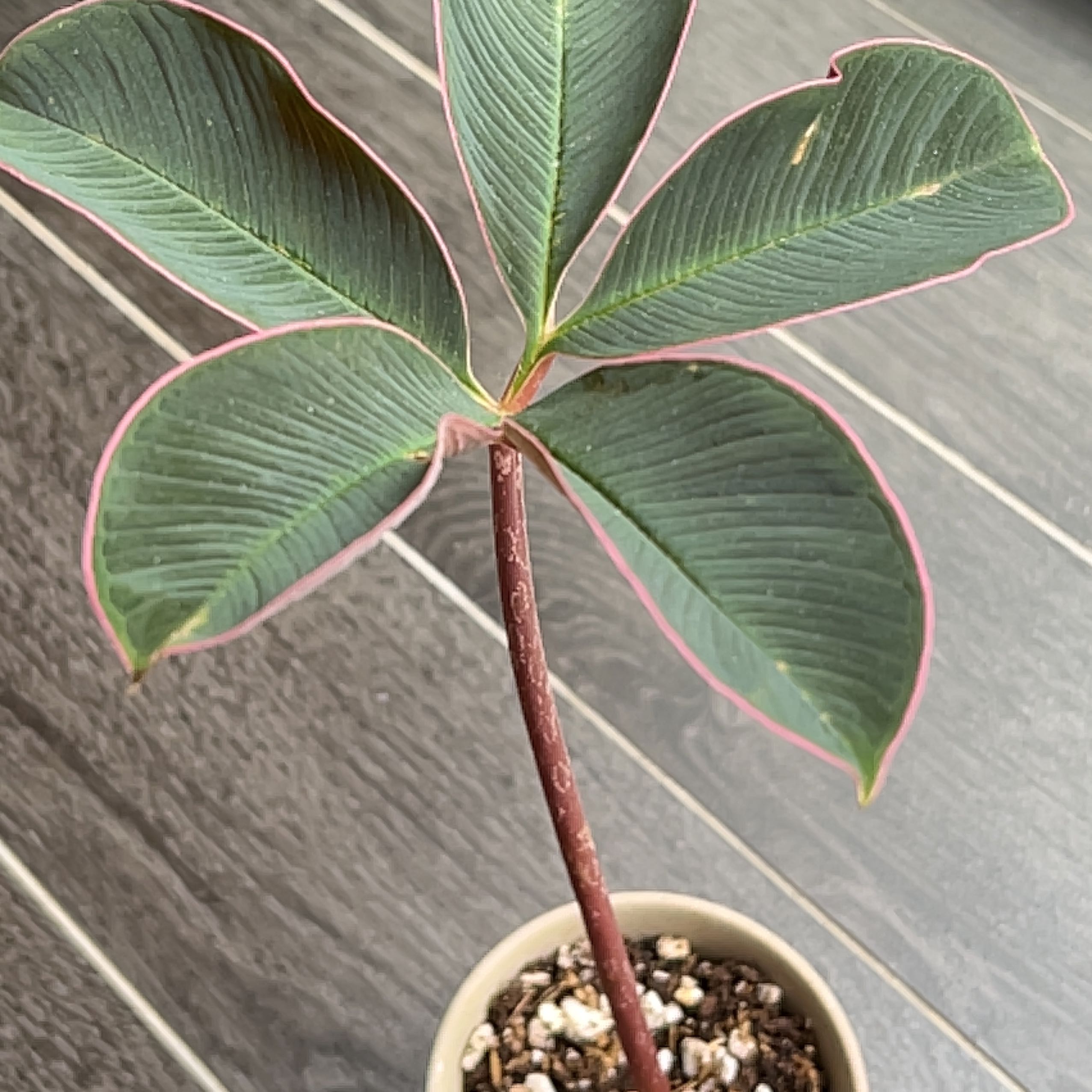 Photo of the plant species Voodoo Lily by @AmusingGreenash named Rihanna on Greg, the plant care app