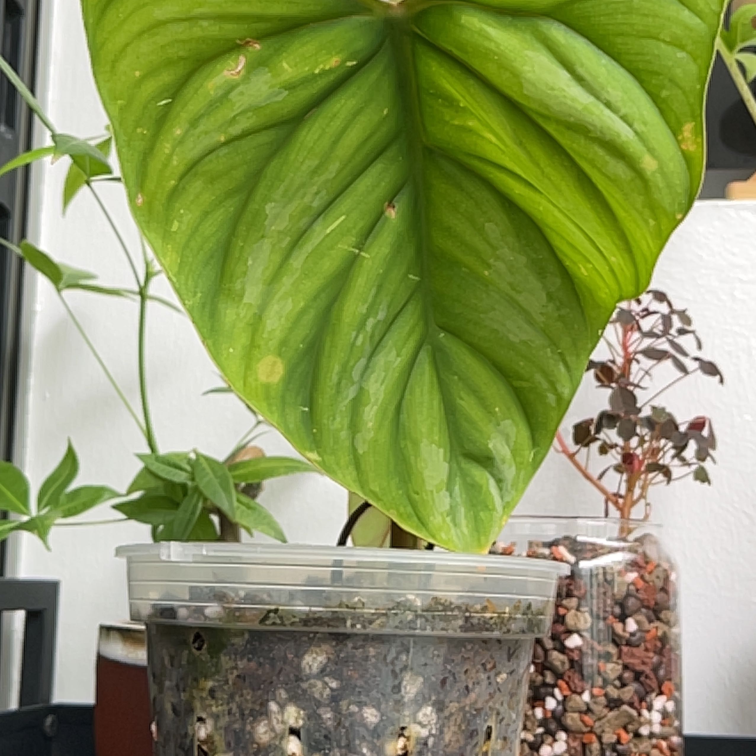 Philodendron plowmanii plant with a large leaf in a clear pot with visible soil.
