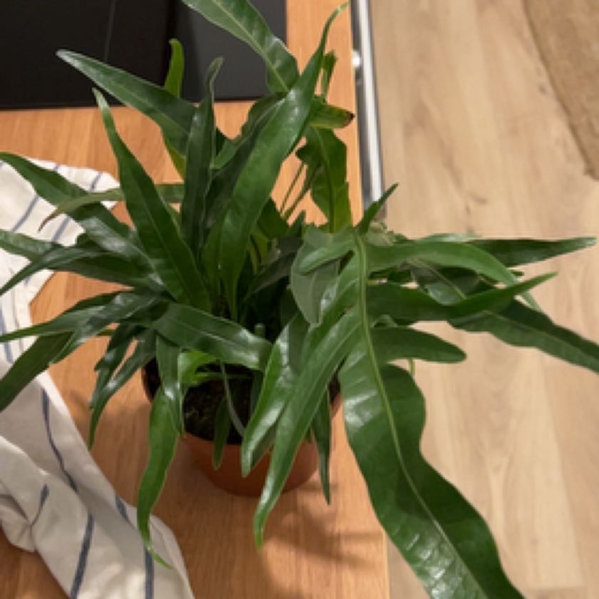 Photo of the plant species Santa Rosa Fern by @sophienyuszi named Bieber on Greg, the plant care app