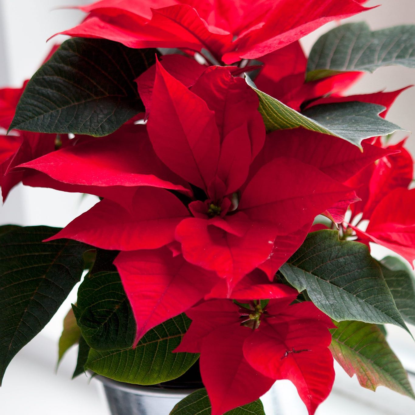 Photo of the plant species Poinsettia by @nonkosi named Curie on Greg, the plant care app