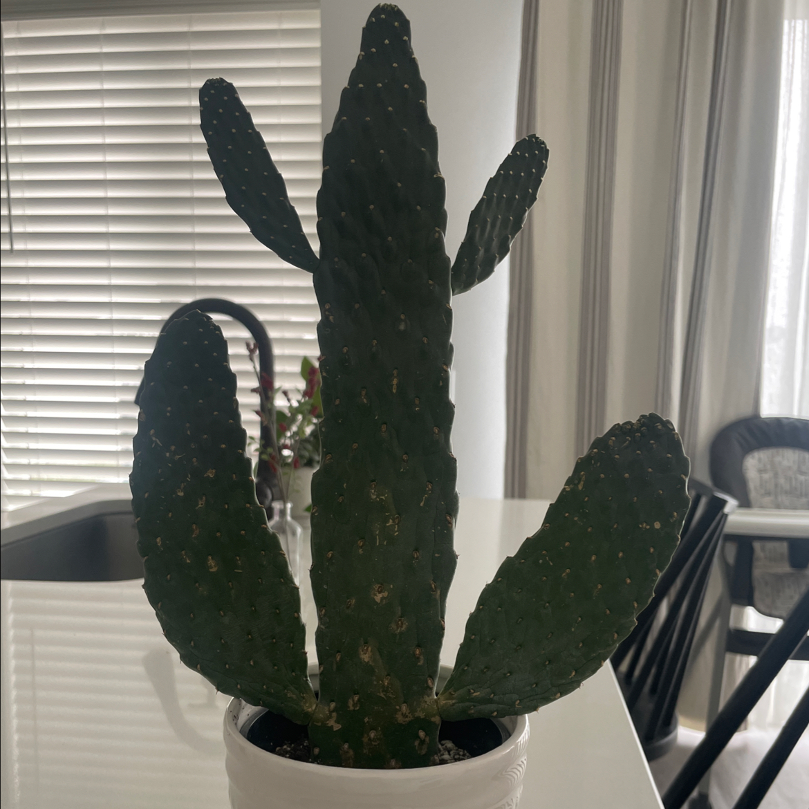 Woolyjoint Prickly Pear plant in a white pot with some visible spots on pads.
