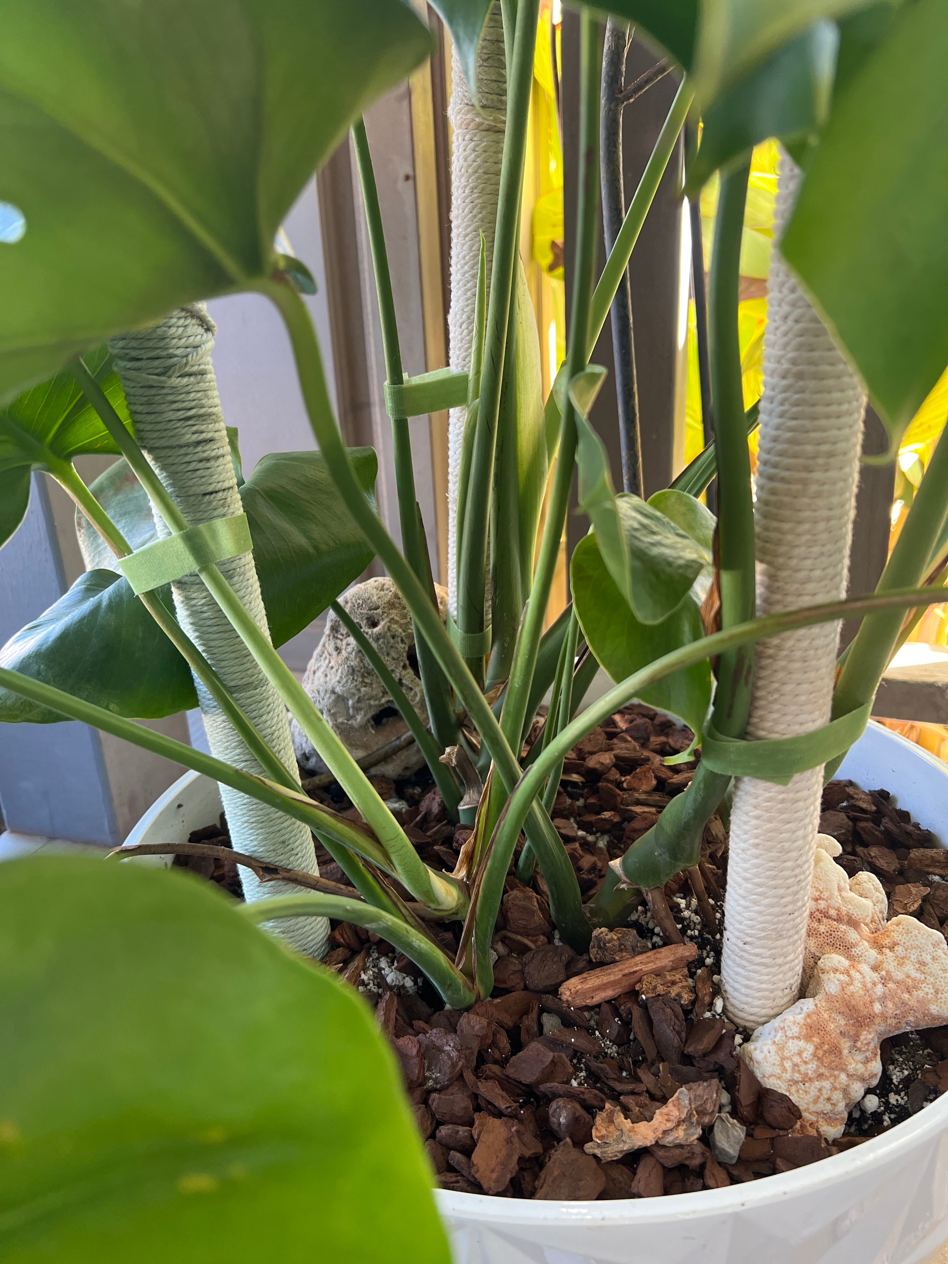 DIY jute pole for my Monstera