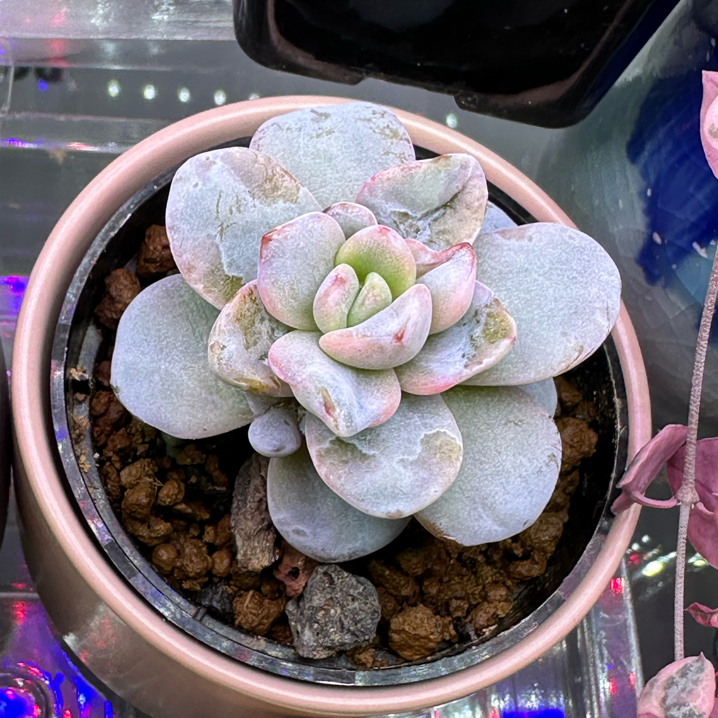 Echeveria laui succulent in a pot with visible soil, well-framed and in focus.