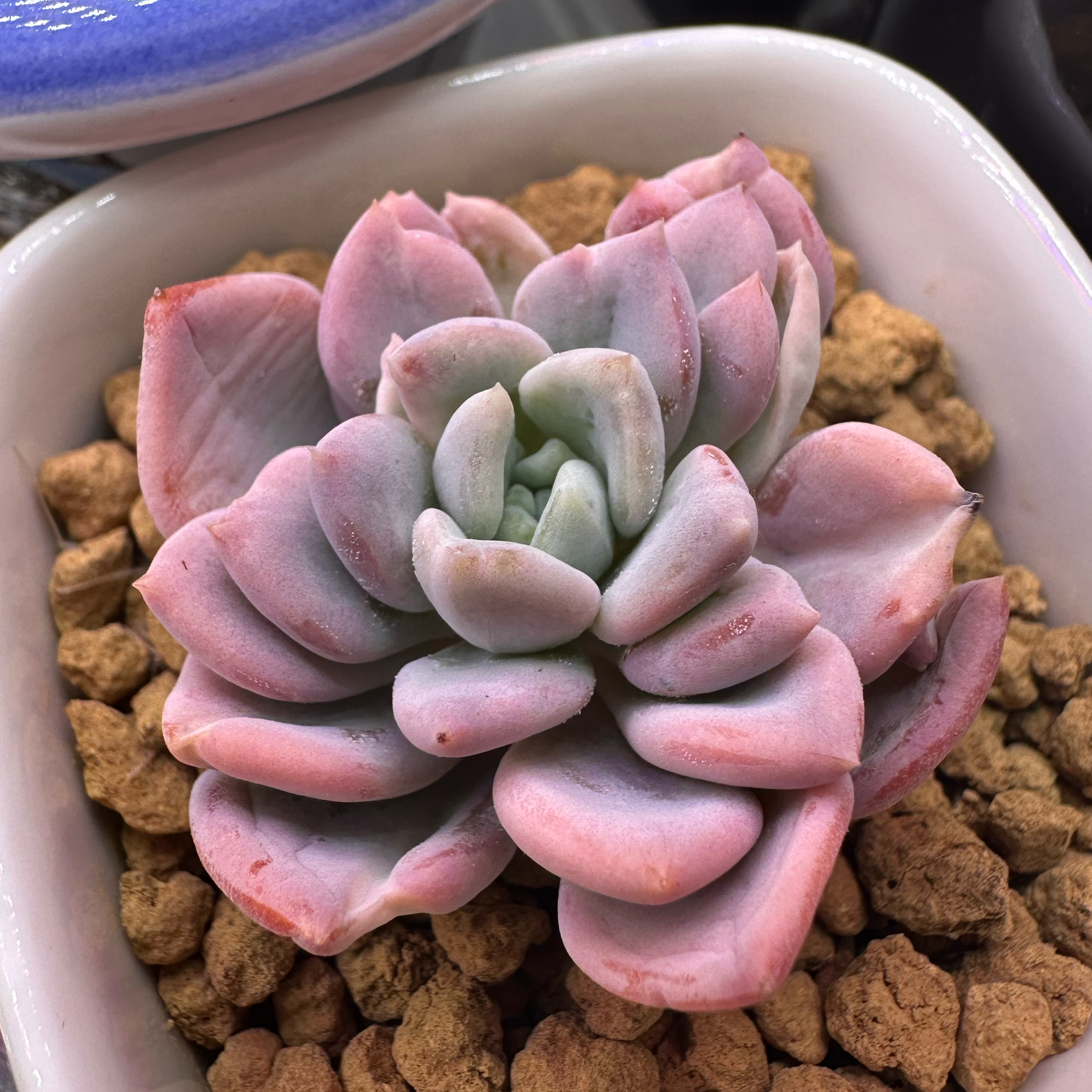 Photo of the plant species Cinderella Succulent by @sun.succa named Cinderella 🪄 on Greg, the plant care app