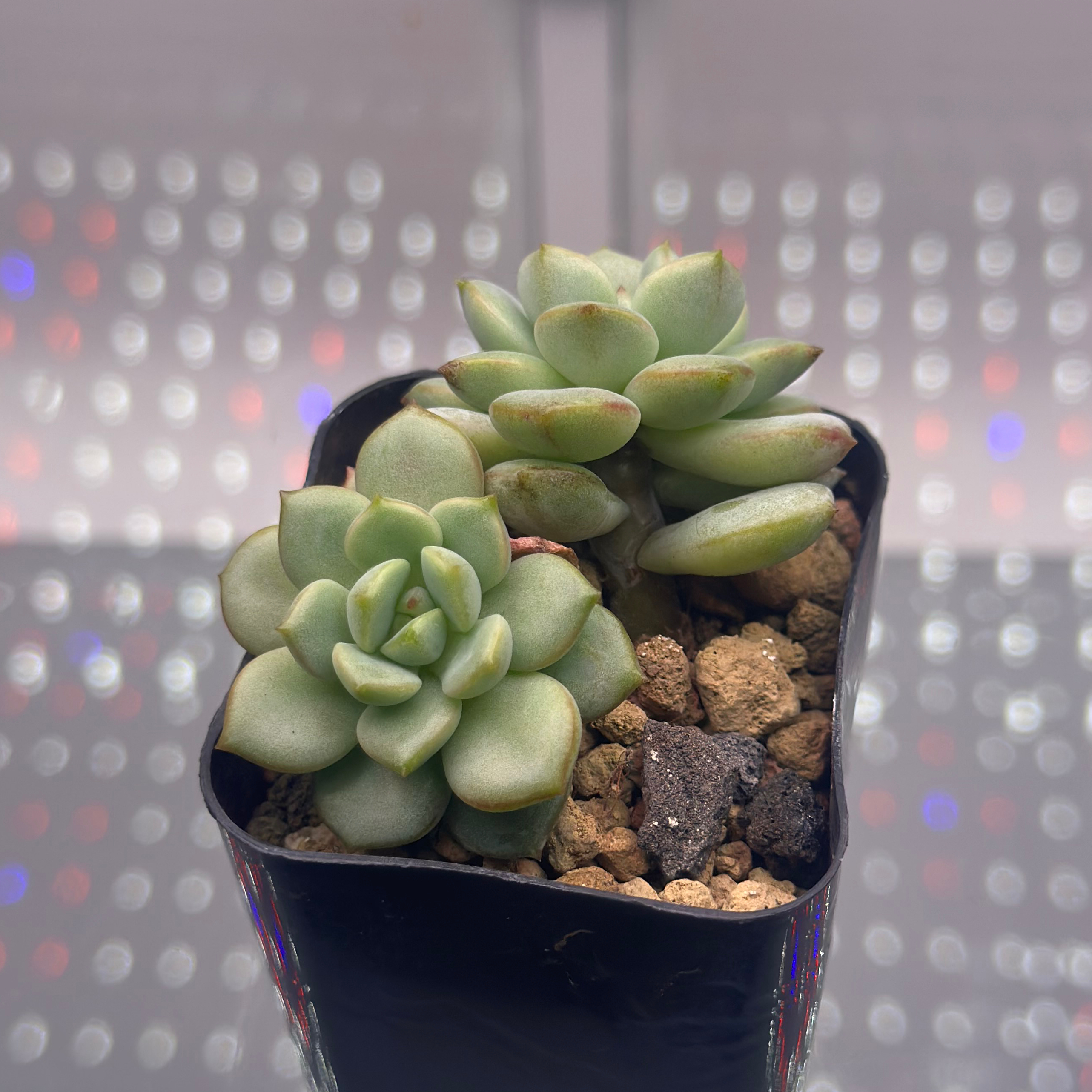 Photo of the plant species Sedeveria 'Pudgy' by @sun.succa named Pudgy Baby 1 on Greg, the plant care app