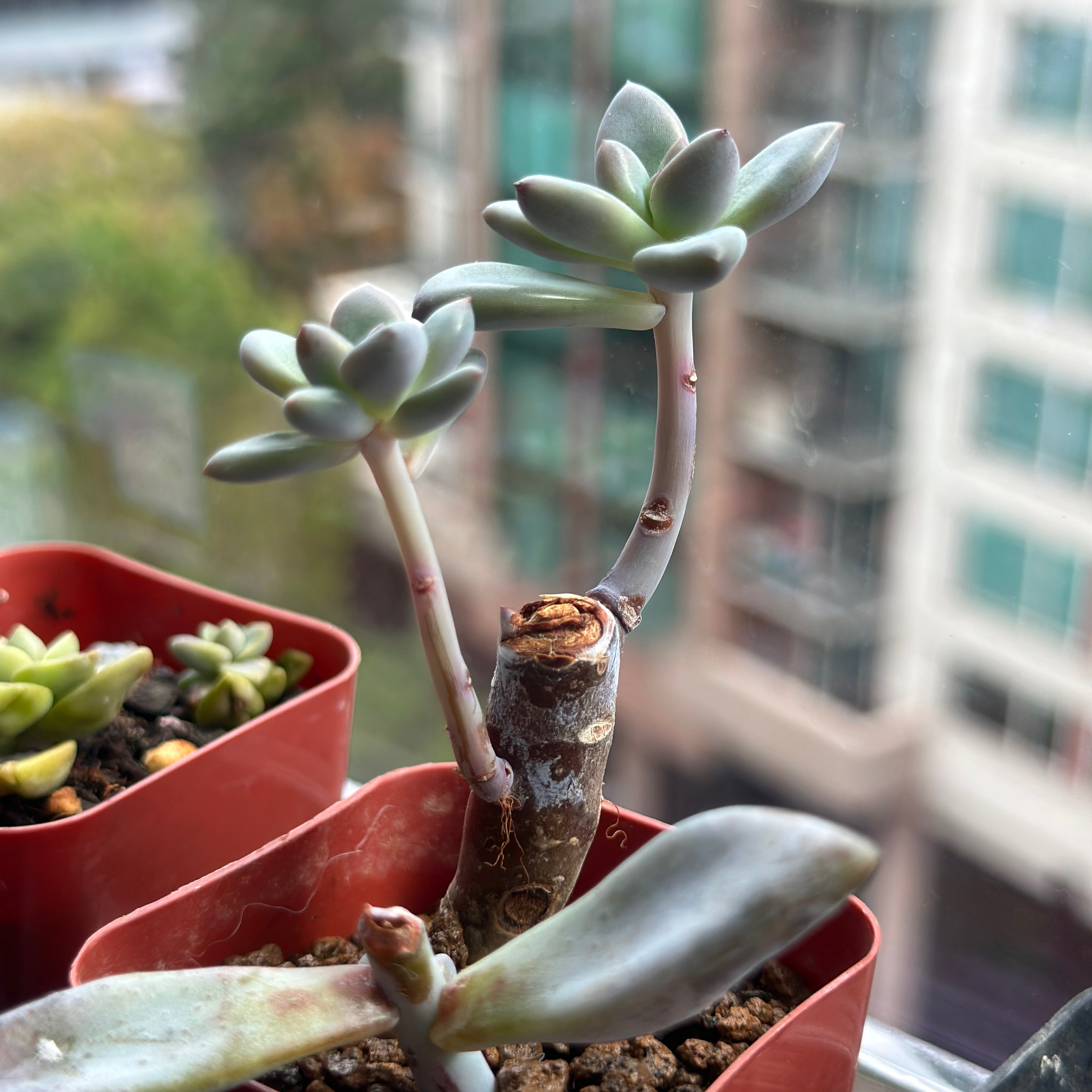 Graptoveria 'Opalina' plant in a red pot with visible soil, well-framed and in focus.