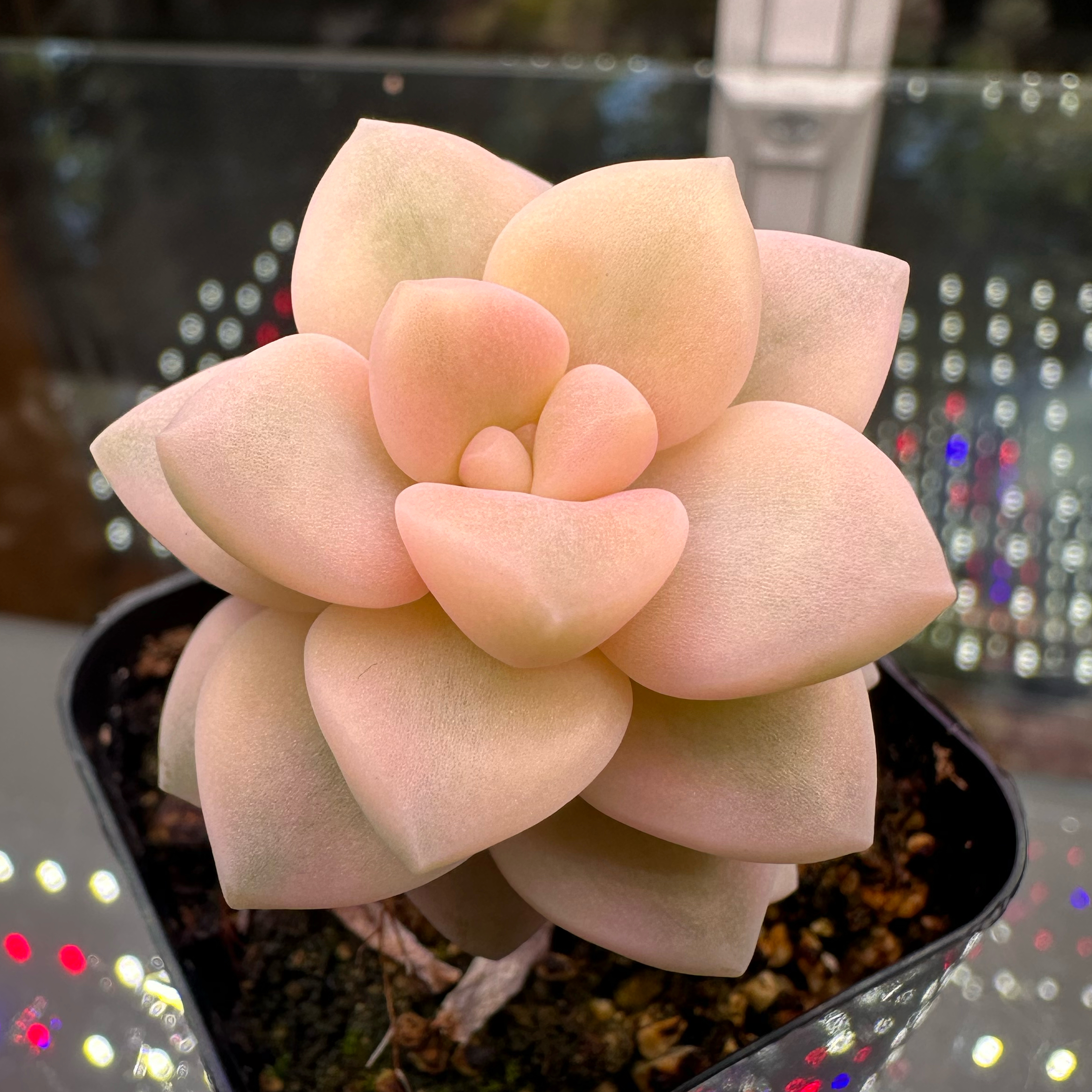 Photo of the plant species Varigated Tituban by @sun.succa named Eloise on Greg, the plant care app