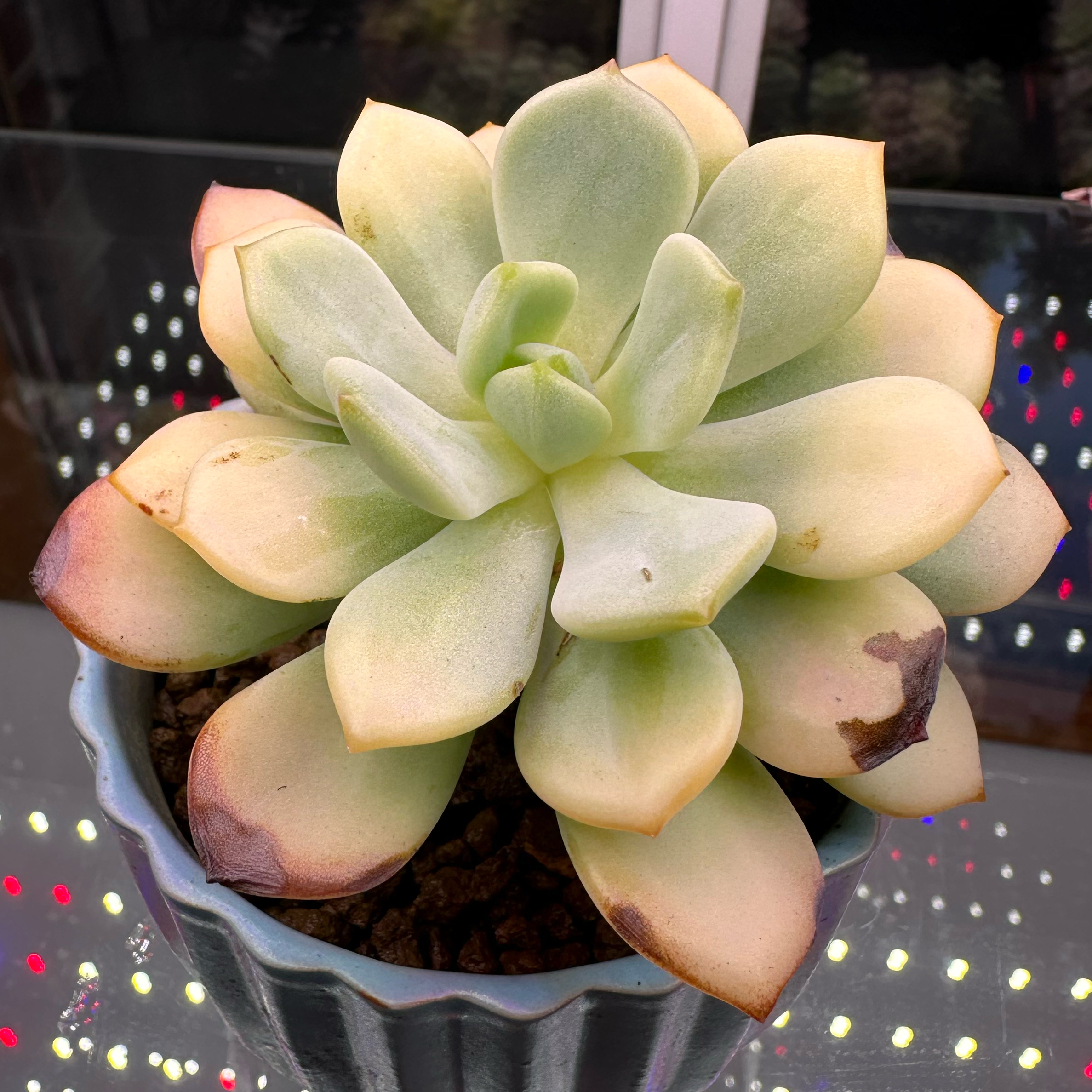 Photo of the plant species Sedeveria 'Pudgy' by @sun.succa named Gates on Greg, the plant care app