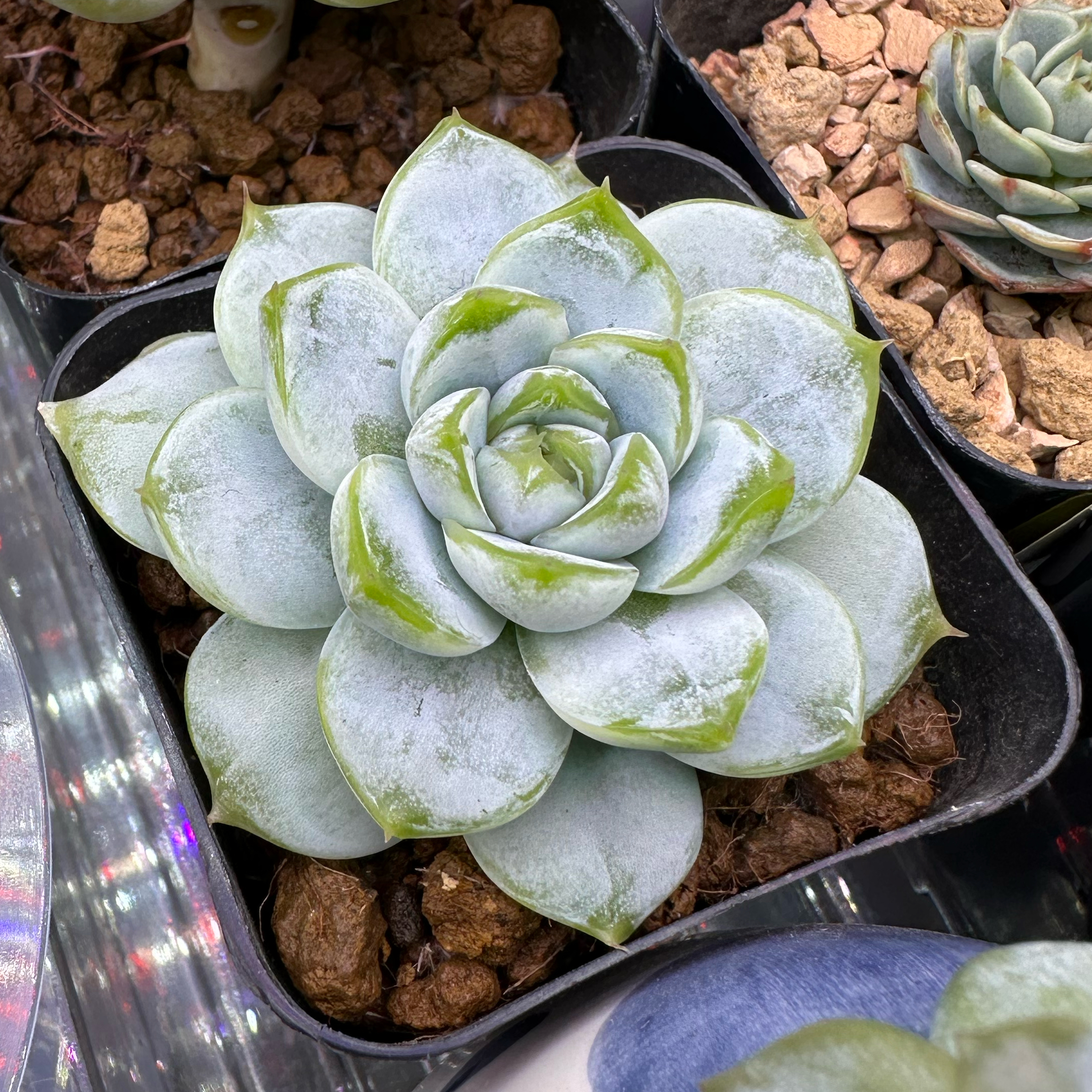 Photo of the plant species Snow Bunny Echeveria by @sun.succa named Snow Bunny on Greg, the plant care app