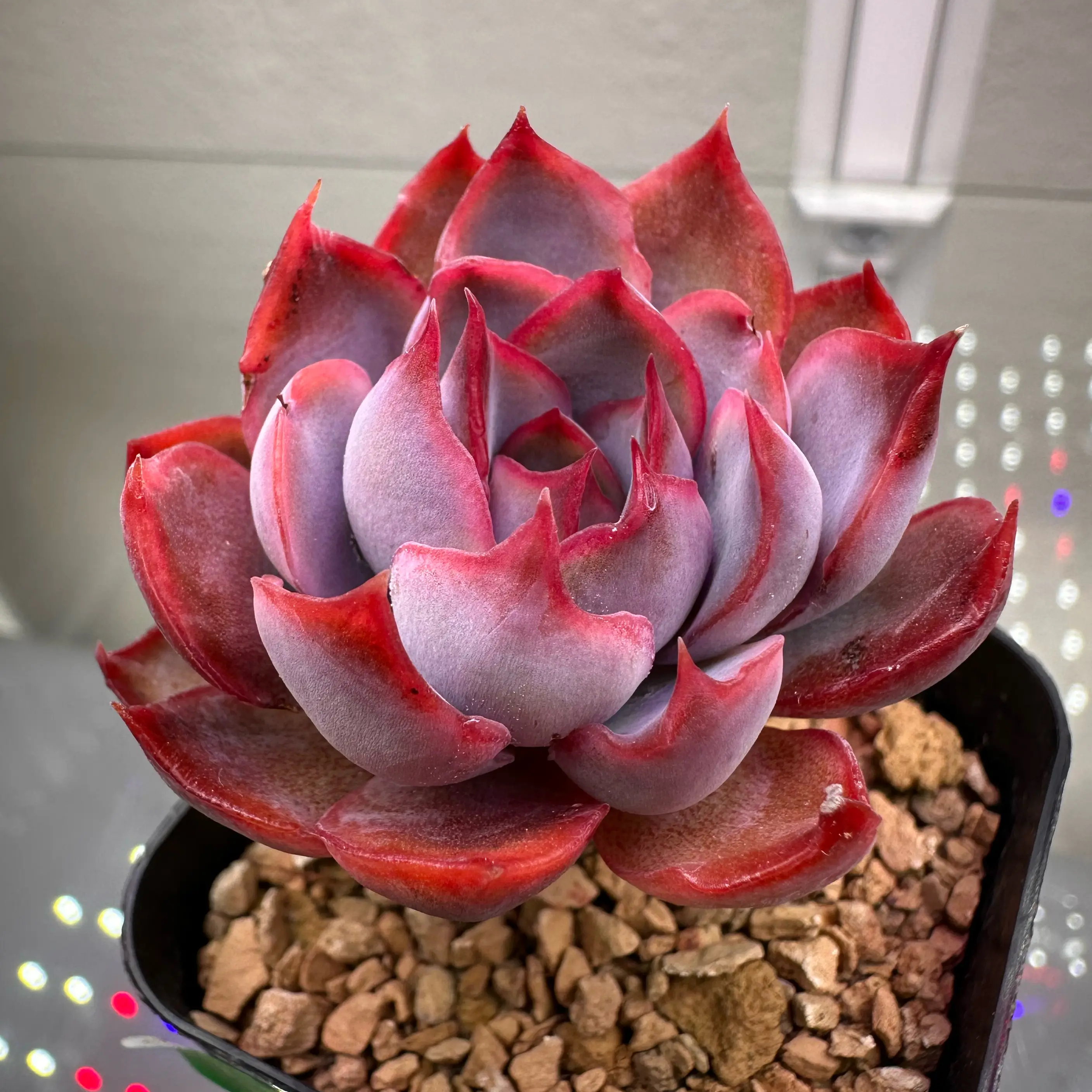 Photo of the plant species Echeveria Dark Ice by @sun.succa named Dark Ice on Greg, the plant care app