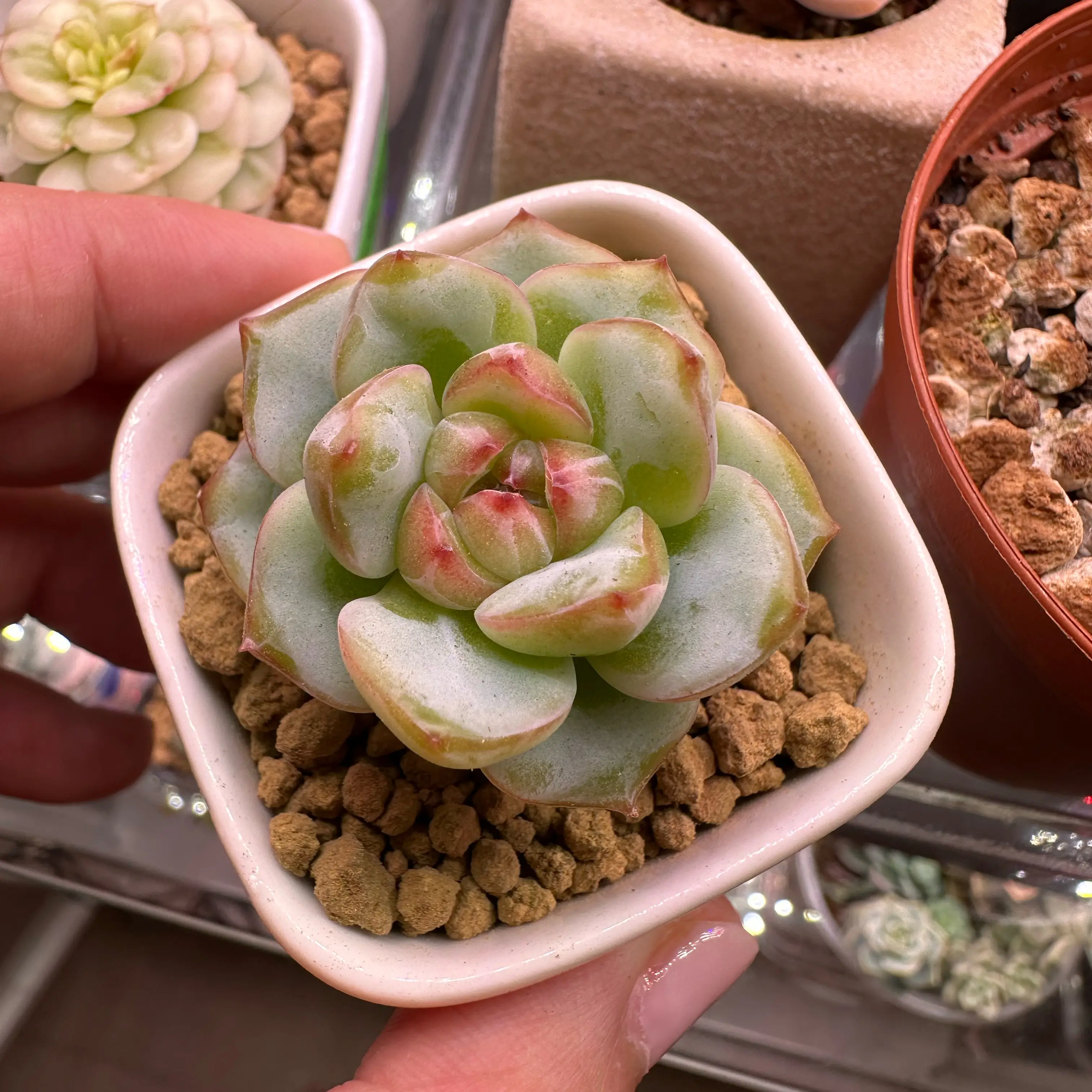 Photo of the plant species Echeveria 'Sensation' by @sun.succa named Sensation on Greg, the plant care app