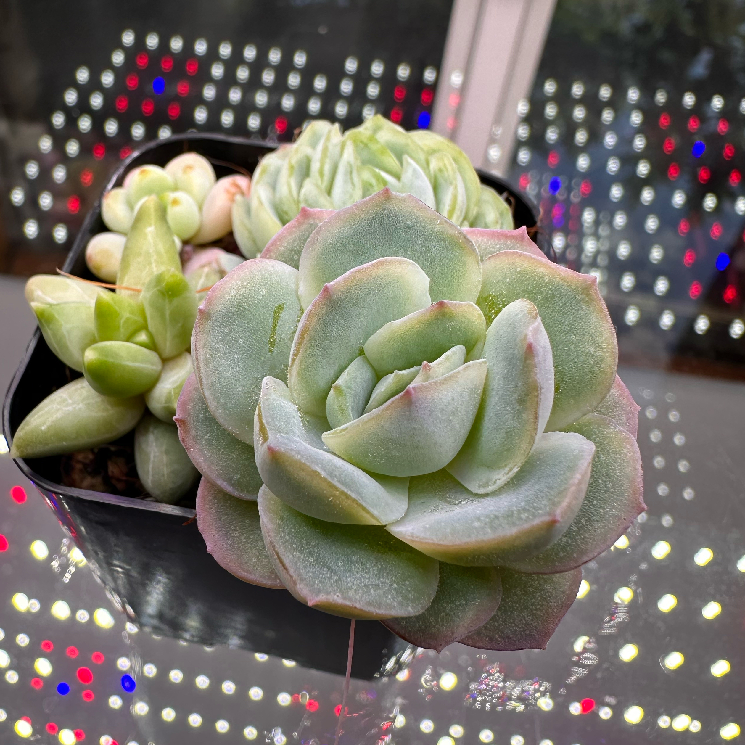 Photo of the plant species Echeveria 'Suyon' by @sun.succa named Suryeon on Greg, the plant care app