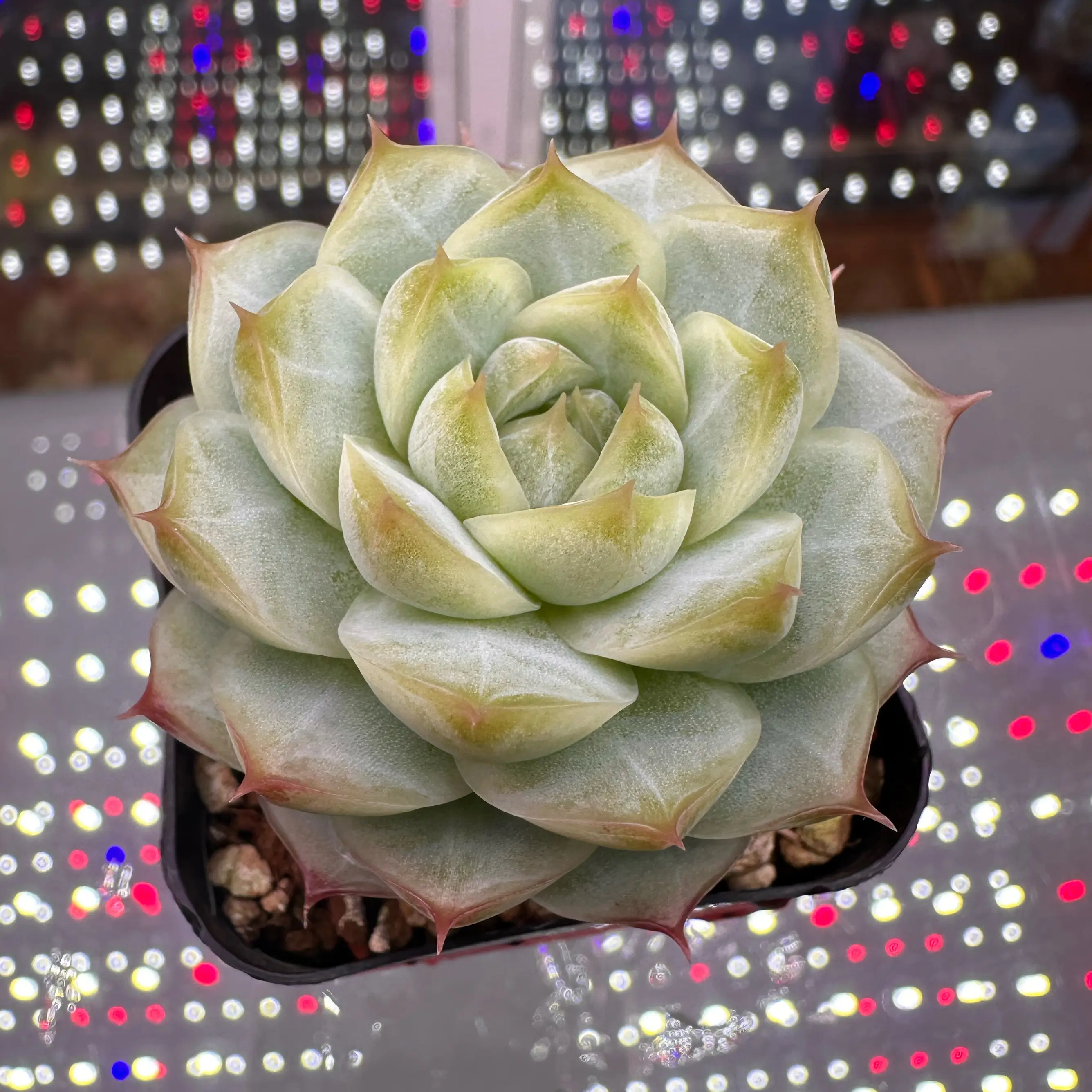 Photo of the plant species Peach Queen by @sun.succa named Peach Queen 🍑👑 on Greg, the plant care app