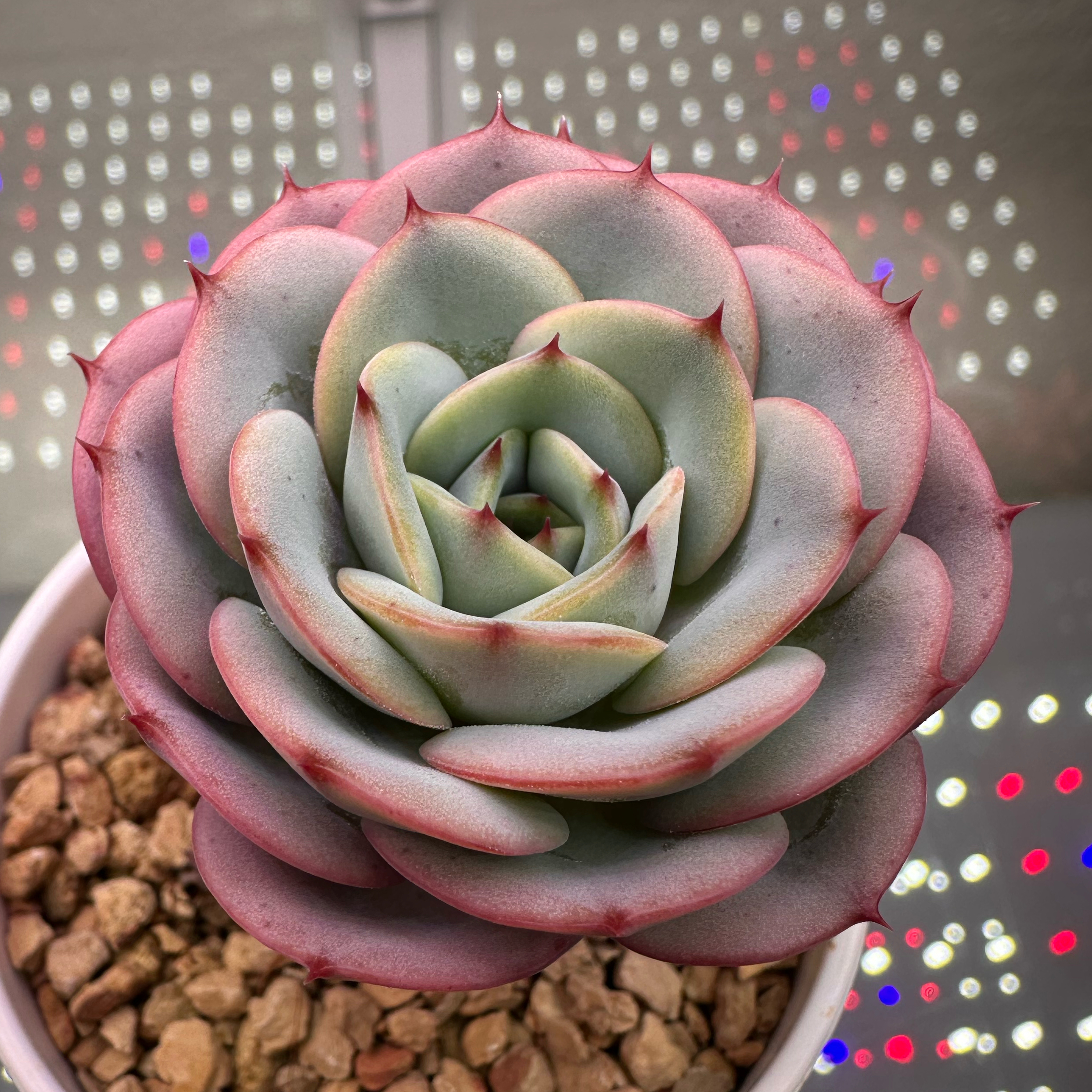 Photo of the plant species Echeveria 'Atlantis' by @sun.succa named Atlantis 🧜‍♀️ on Greg, the plant care app