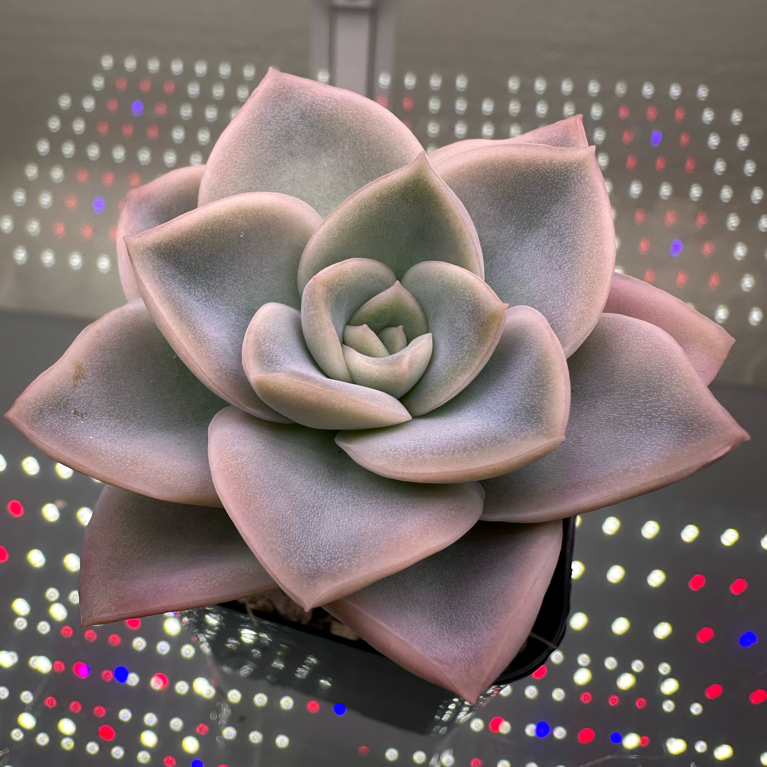 Photo of the plant species Graptoveria 'Fantome' by @sun.succa named Fantome 🌟 on Greg, the plant care app