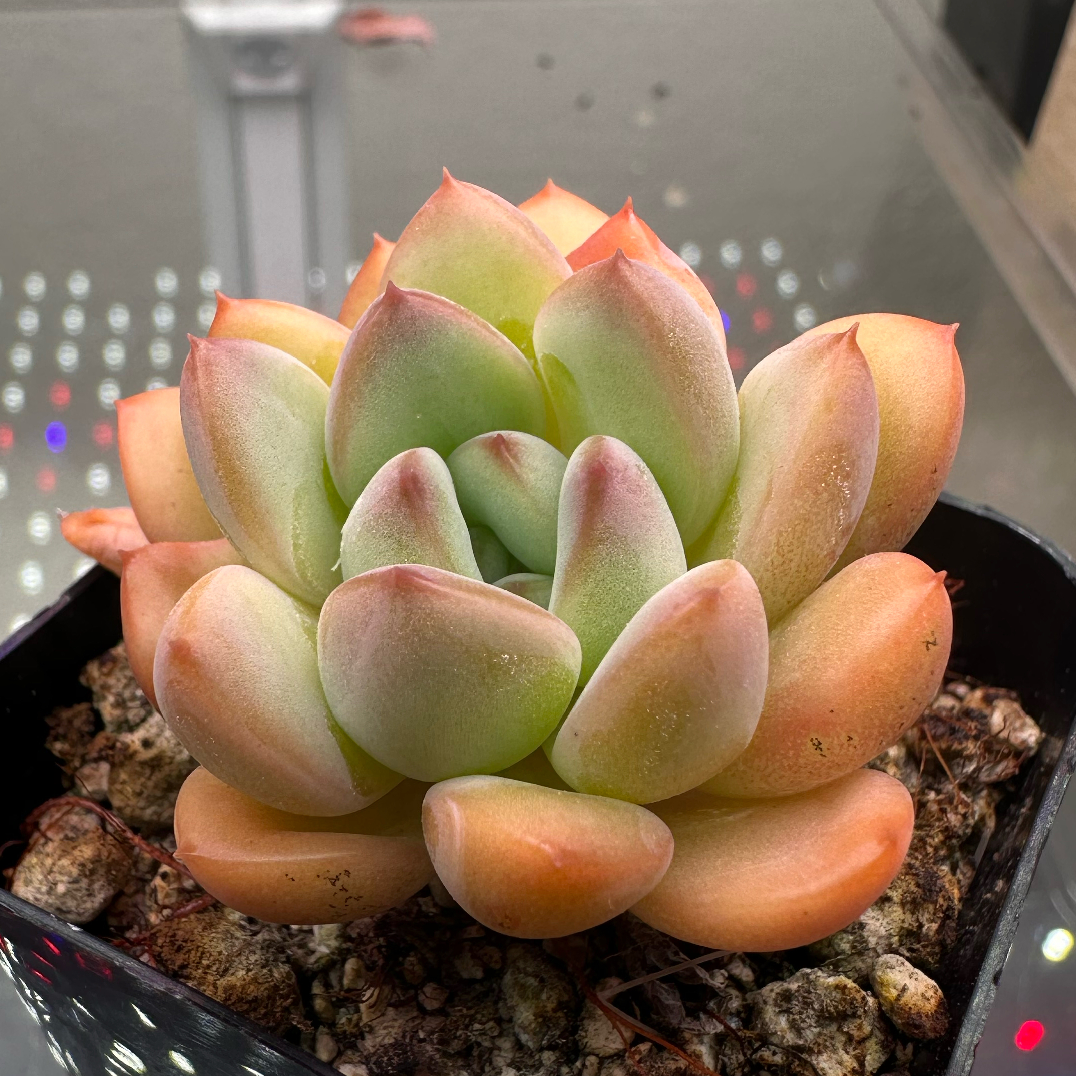 Photo of the plant species Variegated King Midas Echeveria by @sun.succa named King Midas 🤴 on Greg, the plant care app