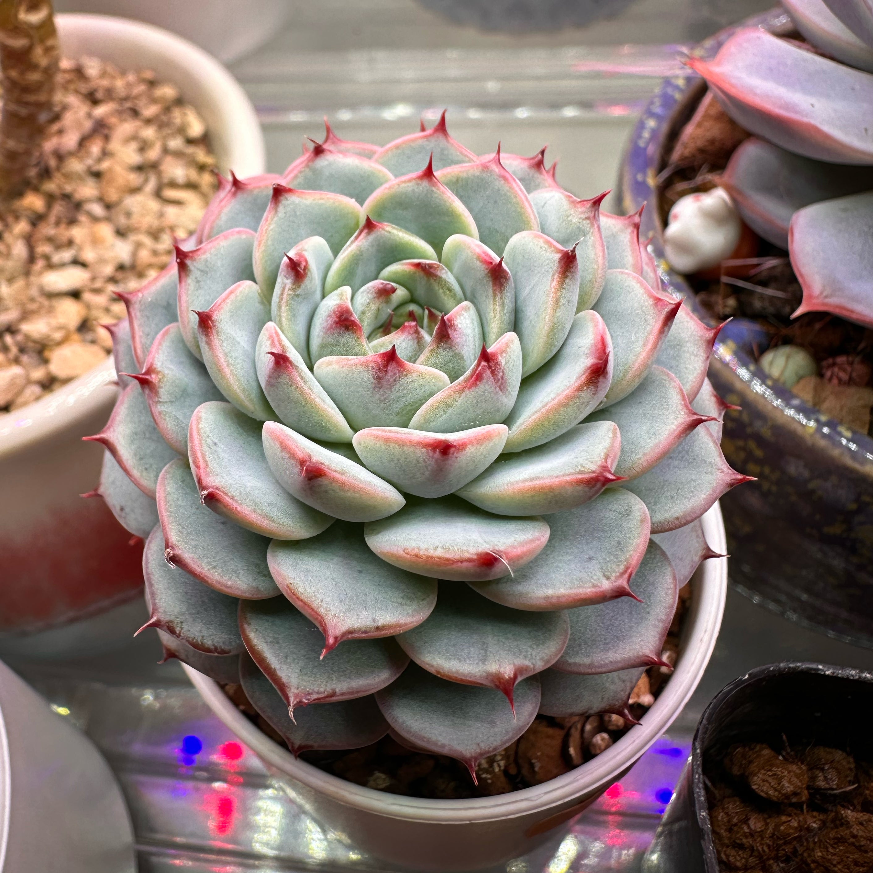 Y2FyZS1wbGFudC1wcm9maWxlL3VzZX