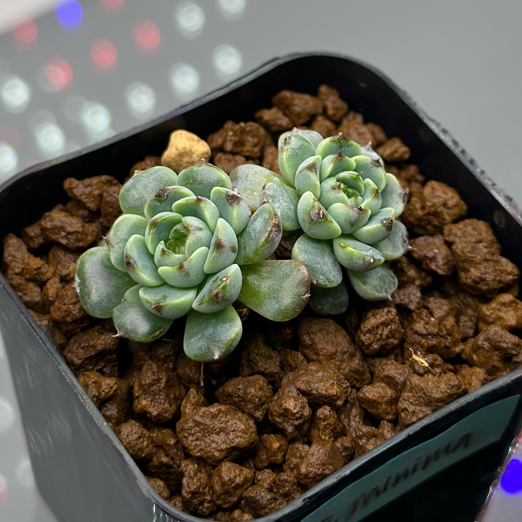Two healthy miniature Echeveria plants in a pot with brown, rocky soil.