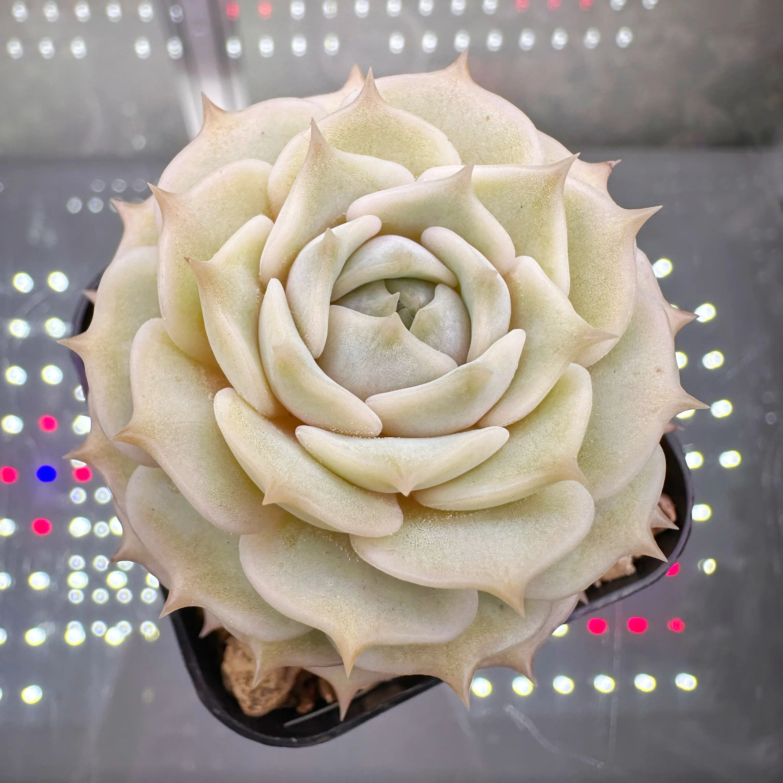Photo of the plant species Onslow Echeveria by @sun.succa named Onslow 2 on Greg, the plant care app