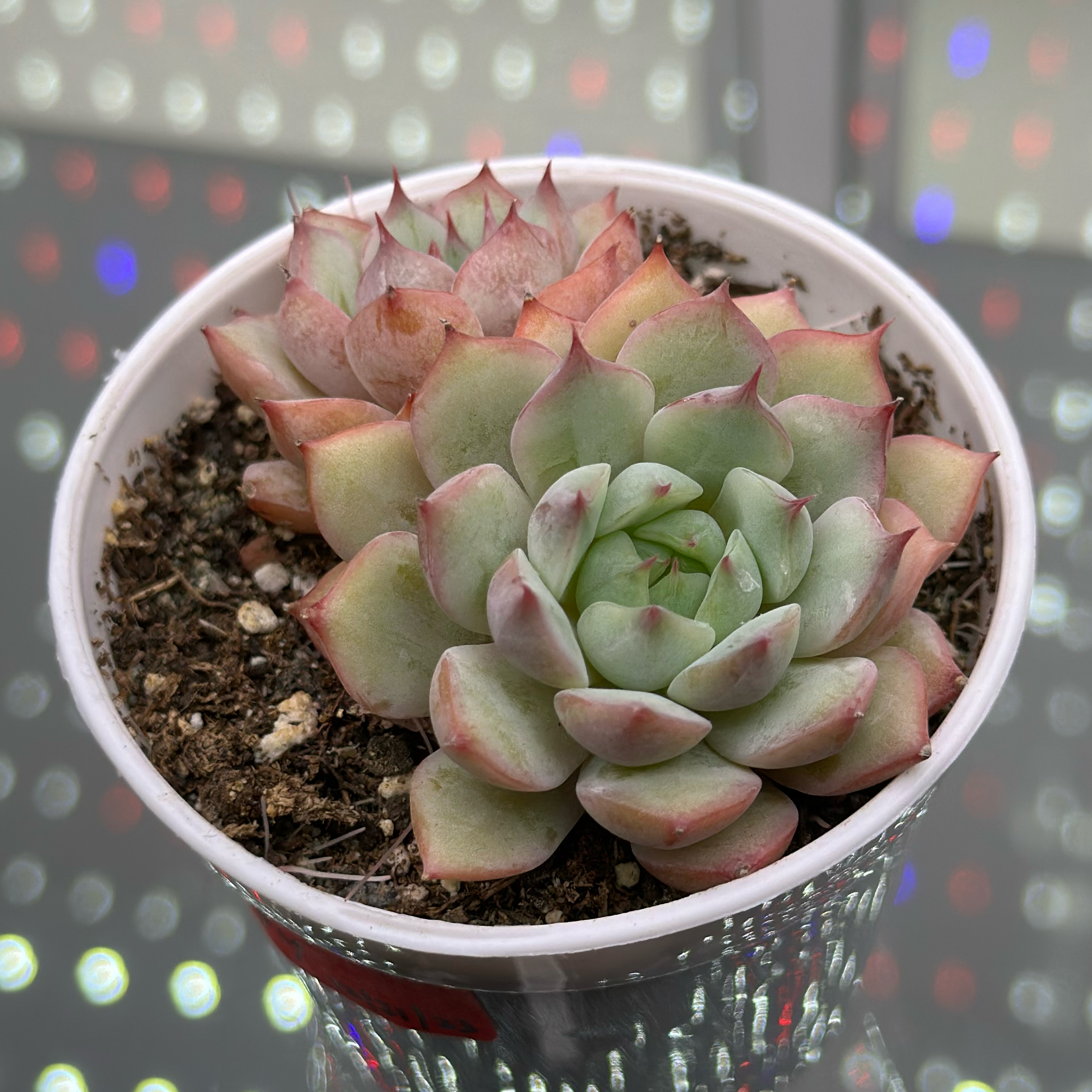 Echeveria 'Tippy' succulent in a small pot with visible soil, healthy green leaves with pinkish tips.