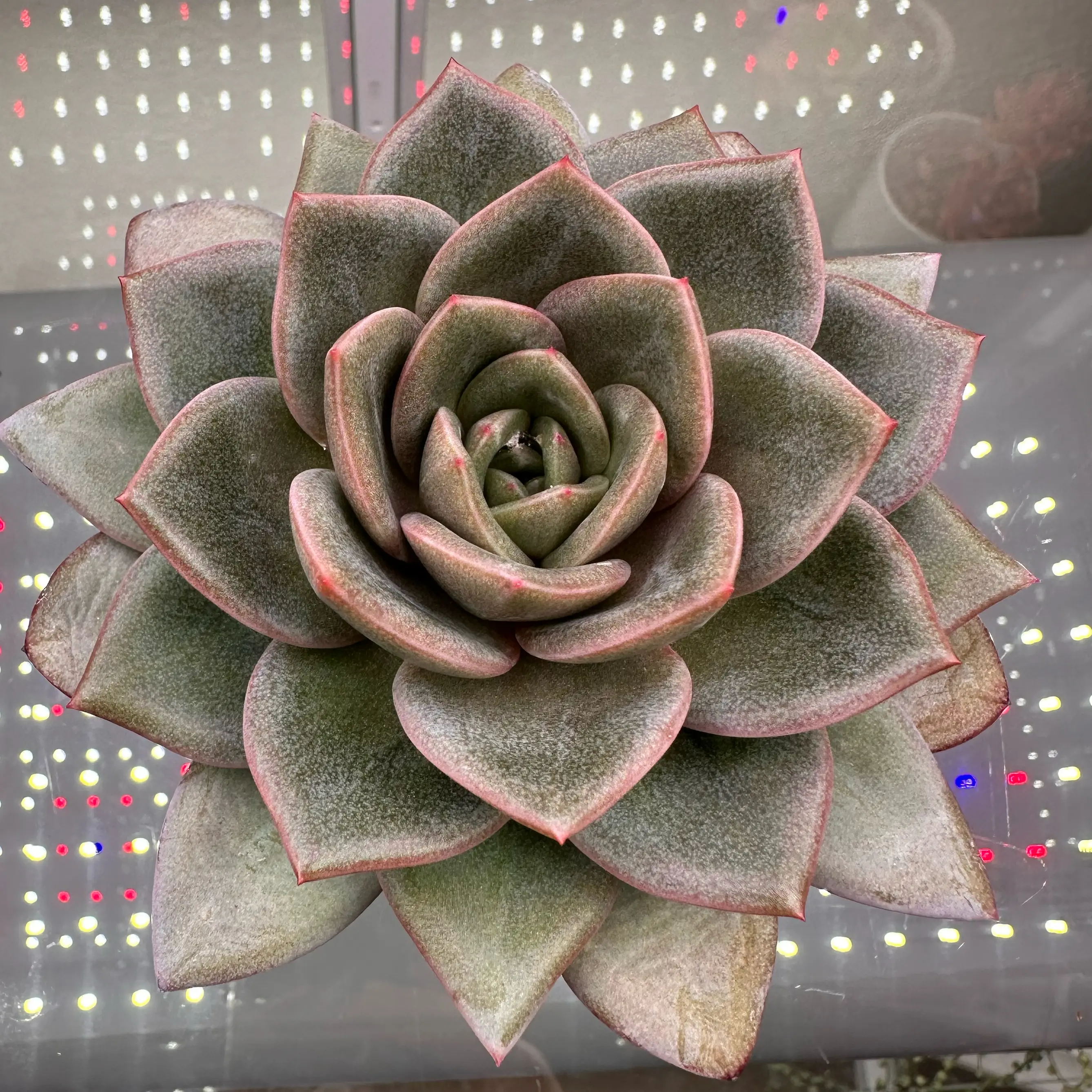 Photo of the plant species German Champagne by @sun.succa named German Champagne on Greg, the plant care app