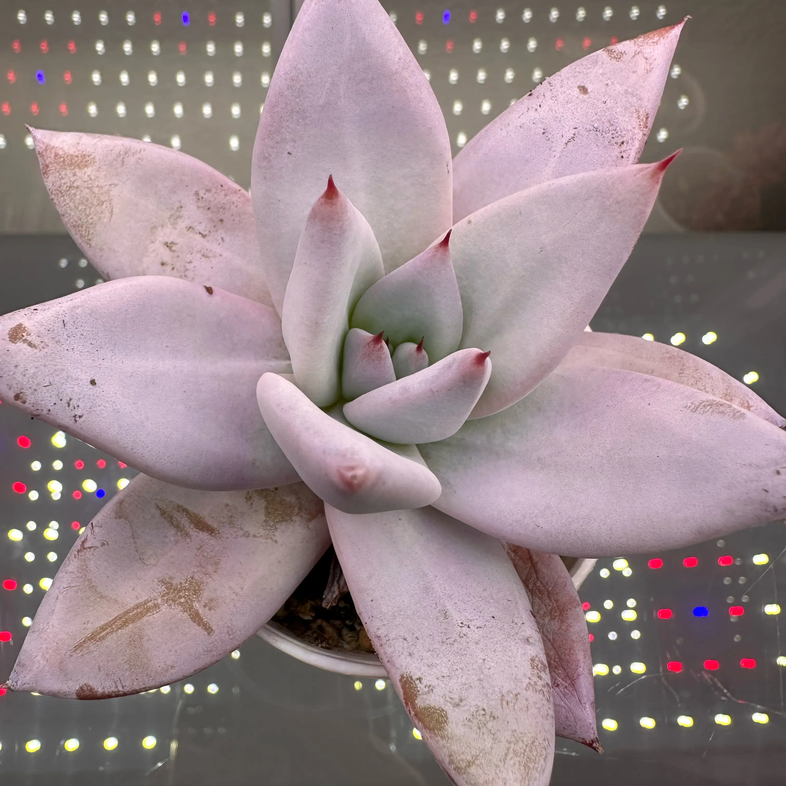 Photo of the plant species Echeveria Fuwa by @sun.succa named Fuwa on Greg, the plant care app
