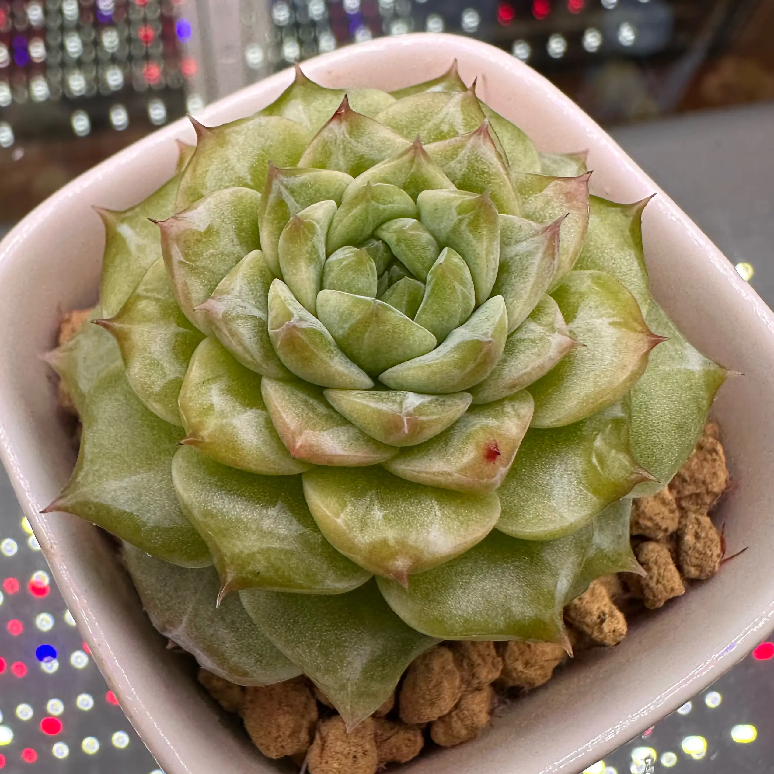 Photo of the plant species Pink Diamond Heart by @sun.succa named Pink Diamond Heart on Greg, the plant care app